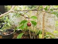 governor’s plum uguressa tree flacourtia indica