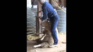 Professional large flock shearing demonstrated and narrated by Ivan Kaden, professional shearer.