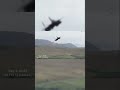 F15 Screaming through the Mach loop #aviation #f15ex #automobile #military #shorts #avgeek