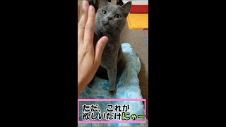 ちゅーるがほしくて、こんなことまでしてくれました【猫動画】 #shorts