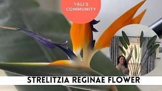 Strelitzia reginae Bloom (Bird of Paradise Flower) // Yali’s Community