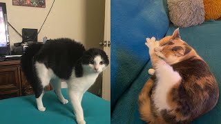 Try Not To Laugh 🤣 New Funny Cats Video 😹 - Just Cats Part 31