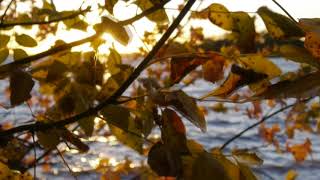 Walk along the lakefront in Pointe-Claire village