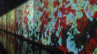 チームラボ リコネクト アートとサウナ teamLab Reconnect Art with Sauna 降り注ぐ雨の中で増殖する無量の生命