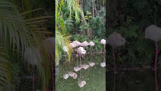 木柵動物園大門內廣場迎賓的紅鶴🦩. ムザ動物園🦩の門の中の広場でお客様をお出迎えするフラミンゴたち。#木柵動物園 #紅鶴#ミュシャ動物園#フラミンゴ