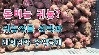 귀농작물 선택시 주의사항 돼지감자 농사 평당 수익공개