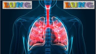 நுரையீரலை பாதுகாக்கும் உணவுகள் !Foods to Clean Your Lungs!Toxins  flushed out \u0026 lung function increa