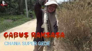 Chana super gede strike mancing teteh