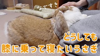 ママの膝で甘えるフレンチロップ【うさぎ】French lop