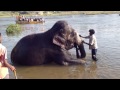 bathing lakshmi the elephant