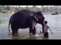 bathing lakshmi the elephant