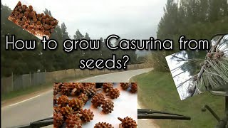 how to grow casurina from seeds ?