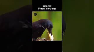 কাক ইচ্ছে করেই পিপড়ার কামড় খায় কিন্তু কেন?  Crow ant bites #animalfacts