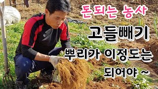 돈되는 농사 고들빼기 뿌리가 크게 키우는법 고들빼기 재배법 고 # How to rearrange elbows