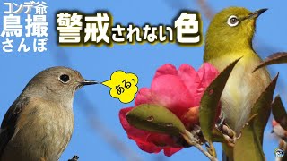 コンデジ鳥撮散歩　野鳥に警戒されない色とは？　兵庫県・北播磨