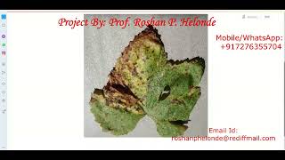 Python Code on Grape Leaf Disease Detection Using Neural Network CNN | Image Processing Project Code