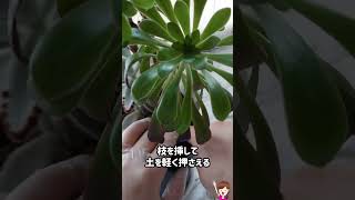 黒法師の挿し木/増やし方/アエオニウム #shorts #succulent