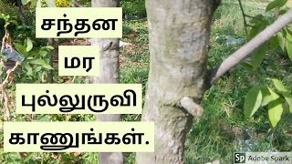 சந்தன மர புல்லுருவி காணுங்கள்.