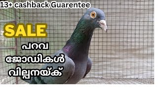 top quality parava pairs for sale പറവ ജോടികൾ വില്പനയ്ക് abhi tpf 7902310248