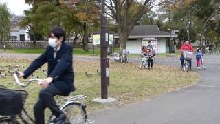 ヒドリガモと人との関係　水元公園