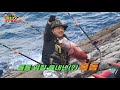 통영 국도 돌돔 낚시 팔 빠지겠네 rock bream fishing イシダイ