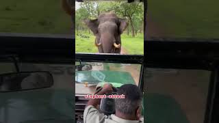 Elephant Attack Safari Jeep #elephant #shorts #tusker #animals #elephantattack  #natgeowild