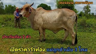 เปิดราคาวัวท้อง วัวเเม่ลูก (8ก.ค.65)พ่อจ่อย บ.สหกรณ์นิคม จ.อำนาจเจริญ