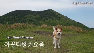 제주도견 몽이랑 제주살이 | 아끈다랑쉬 오름 | 강아지 오름산책 _Dog trekking | Small oreum in jeju