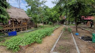 Natural Vegetables garden សួនបន្លែធម្មជាតិ