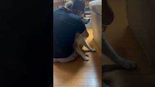 柴犬福 姉に絡まれてる時の柴犬🤣Sister and Dog🤣#shorts #funny #dogshorts #comedy #shibainu #柴犬 #시바견