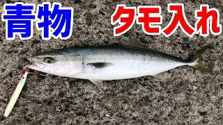 【釣りマナー】青物・メジロのタモ入れ