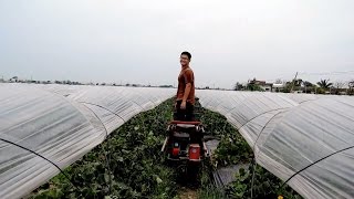 農事│ 哈密瓜履帶車(Take cantaloupe by farm tracked vehicle)