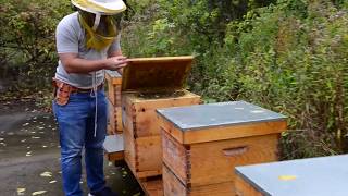 Using probiotics to protect honey bees against fatal disease