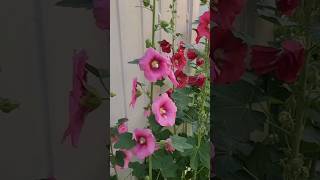 Bulaklak ng okra? bakit pink at pula!? 이것은 오크라 꽃인가요? is this okra flower? #flowers #garden #plants