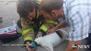 Firefighters Revive Cat After House Fire