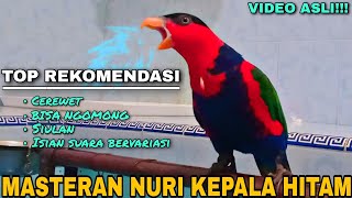 BURUNG NURI KEPALA HITAM GACOR BISA NGOMONG SUPER CEREWET