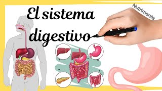 Sistema Digestivo Explicado Funciones Anatomía órgano Doovi
