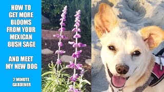 How to get more blooms from your Mexican Bush Sage