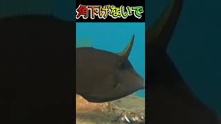 角上げて  horn up  個人的にhornがある魚好きなのでが何?です