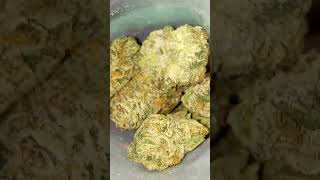 Candy Bonez Farkas Farms