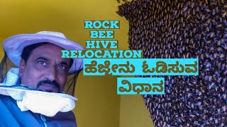 Removal and release of Rock bee hive|ಹೆಜ್ಜೇನು ಗುಡ್ಡನ್ನು  ಸುರಕ್ಷಿತವಾಗಿ   ಸ್ಥಳಾಂತರಿಸಿದ  ಸ್ನೇಕ್ ಮಹೇಶ್