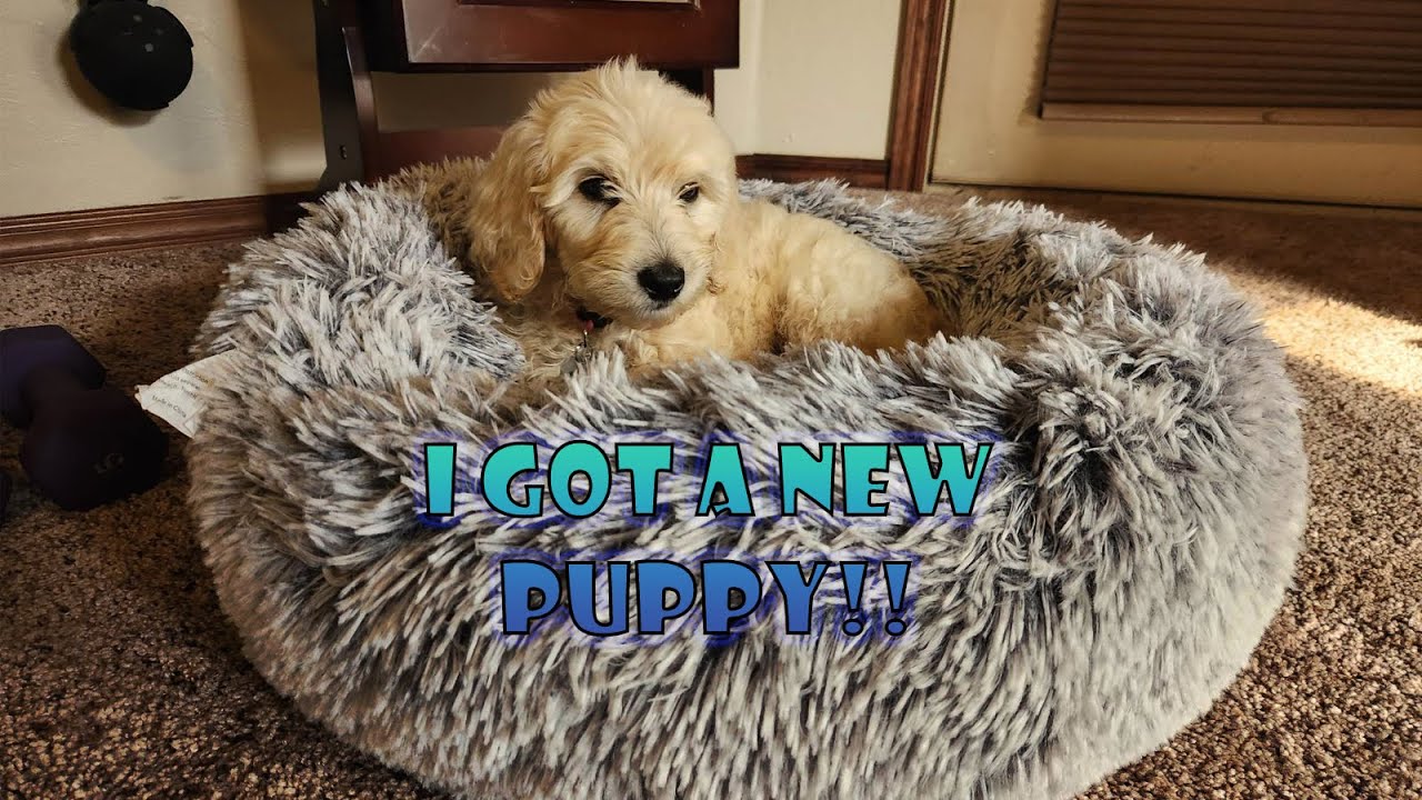 I Got A New Puppy Youtube