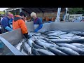 銀鮭養殖発祥の地南三陸町　銀乃すけ〜海から食卓まで〜