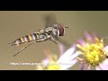 haltere of hoverfly ヒラタアブの平均棍の動き