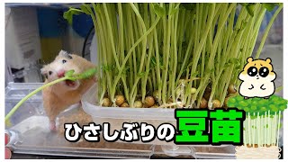 豆苗畑とキンクマハムスター🐹癒し動画　JAPAN HAMSTER