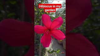 Hibiscus  in my garden #funny #comedy #prank #fun #shortvideo #viral