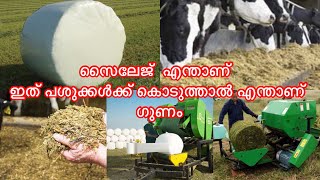 What is Silage |സൈലേജ് എന്താണ് |ഇത് എന്തിനാണ് പശുക്കൾക്ക് കൊടുക്കുന്നത് |My Experience Result|TDE-2