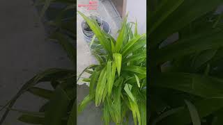 வாசமுள்ள ரம்பை இலைகள்/pandan leaves/#shorts