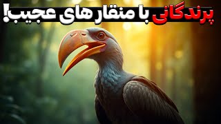 10 پرنده با منقارهای عجیب که شما را شگفت زده خواهند کرد!