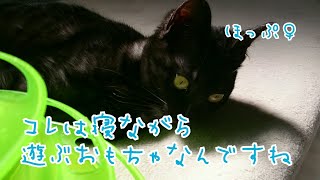 2019年5月19日 ぐるぐるタワーボールで遊ぶ子猫